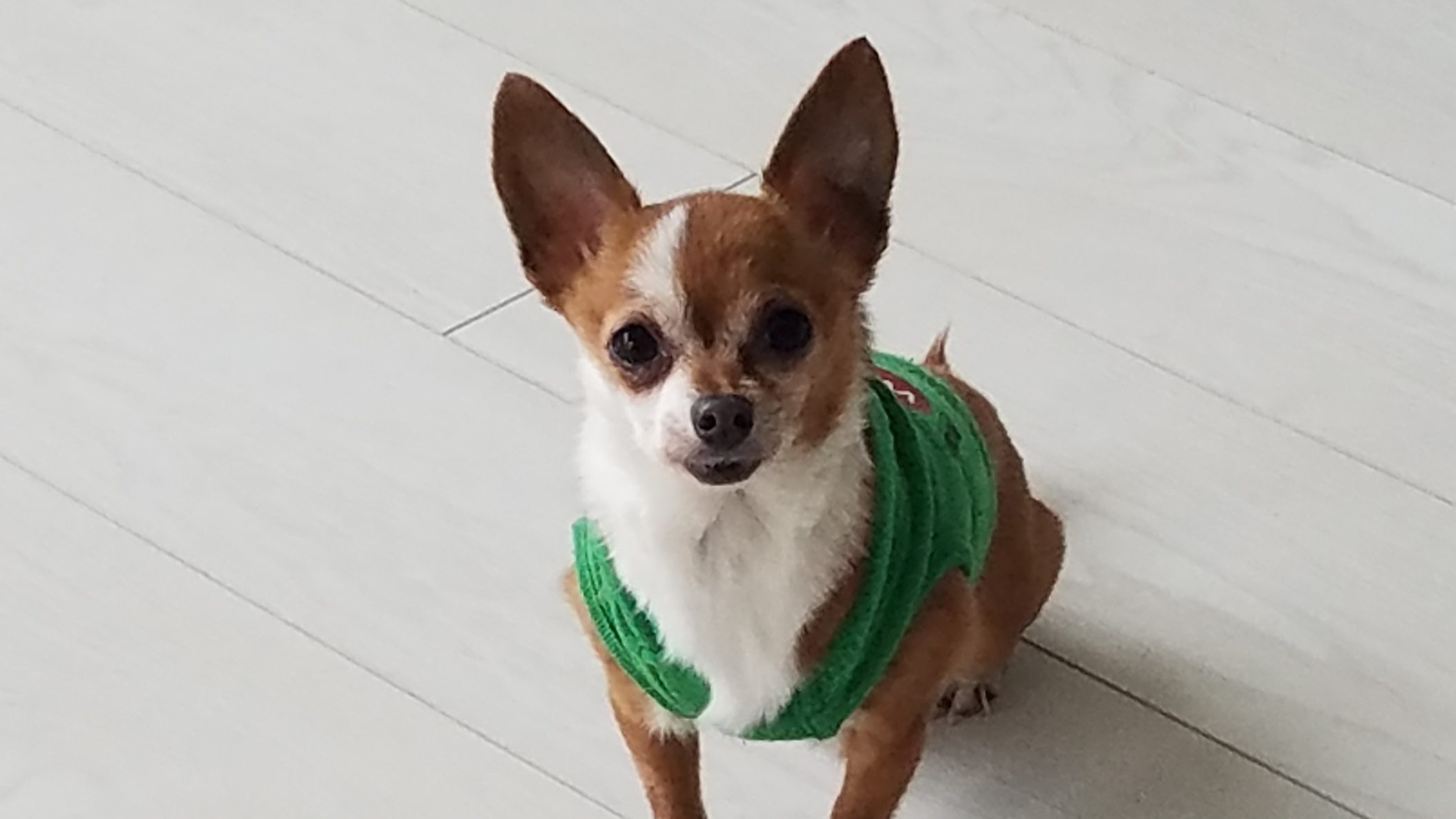 Meet Jaxon! When you see Jaxon you know that it is about to go down!